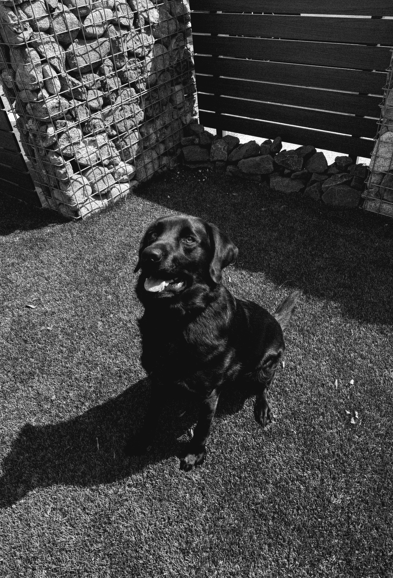 庭でこちらを見る黒い犬のモノクロ写真